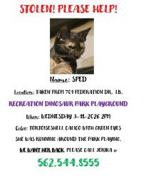 Lost Female Cat last seen Recreation Park , Long Beach, CA 90814