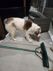 Found/Stray Unknown Dog last seen Cross Keys Road, College Grove/Bethesda, Bethesda, TN 37179