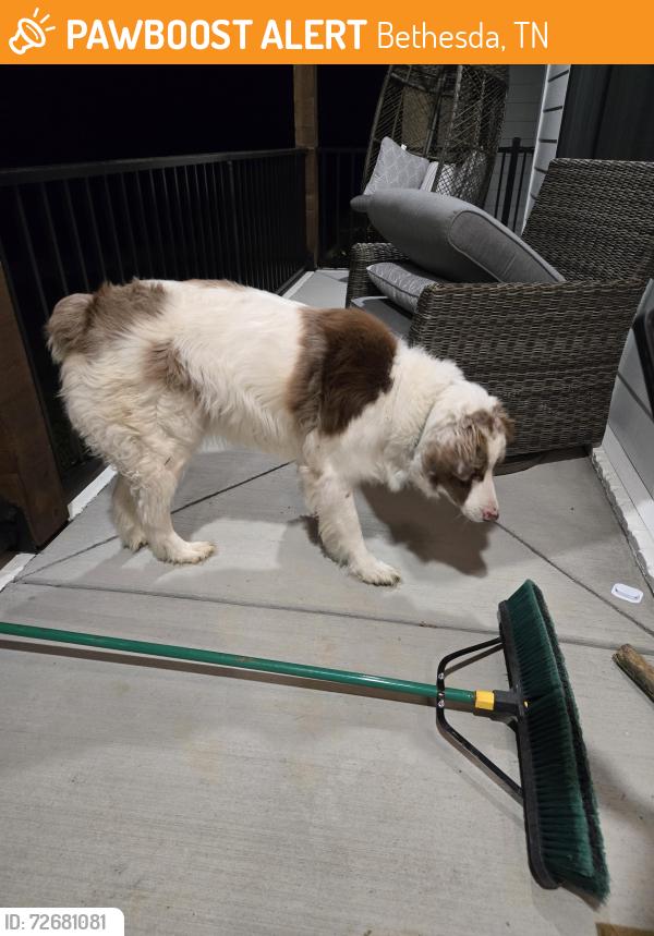 Found/Stray Unknown Dog last seen Cross Keys Road, College Grove/Bethesda, Bethesda, TN 37179