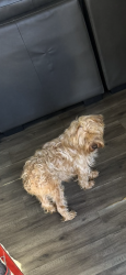 Found/Stray Male Dog last seen clock restaurant, Greenville, SC 29611