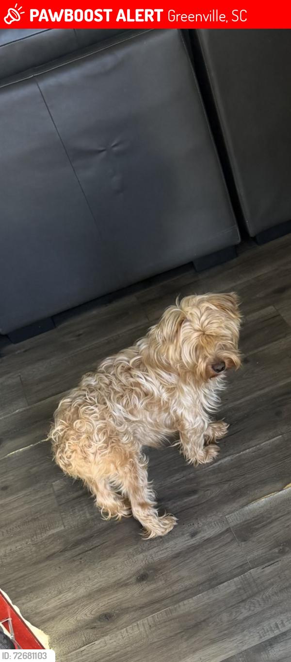 Found/Stray Male Dog last seen clock restaurant, Greenville, SC 29611