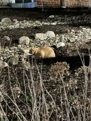 Found/Stray Unknown Cat last seen Right behind the LVC art building , Annville, PA 17003