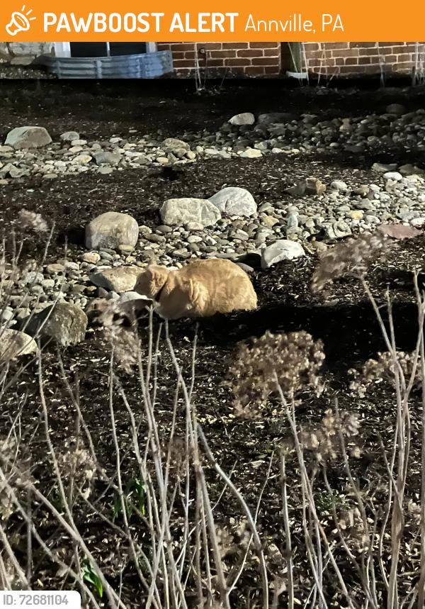 Found/Stray Unknown Cat last seen Right behind the LVC art building , Annville, PA 17003
