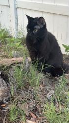 Found/Stray Female Cat last seen Claymore, Inverness, FL 34450