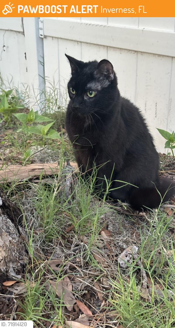 Found/Stray Female Cat last seen Claymore, Inverness, FL 34450