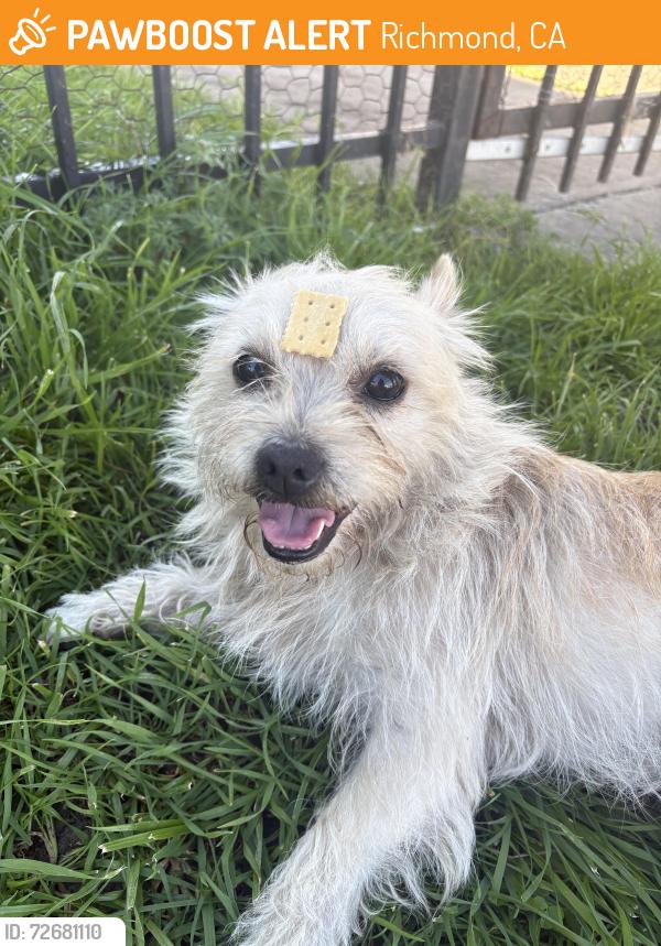 Found/Stray Male Dog last seen 4th street, Richmond, CA 94801