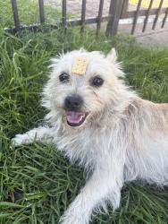 Found/Stray Male Dog last seen 4th street, Richmond, CA 94801