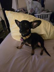 Lost Female Dog last seen Carnahan, and grace Avenue., Spokane, WA 99217