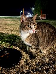 Found/Stray Female Cat last seen Tryon Road and Cherry Field Drive, Raleigh, NC 27603