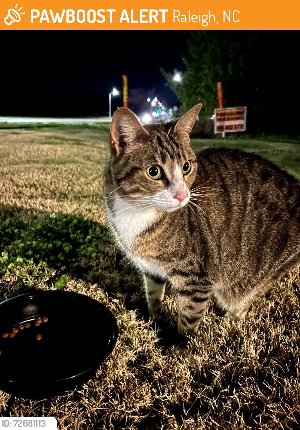 Found/Stray Female Cat last seen Tryon Road and Cherry Field Drive, Raleigh, NC 27603