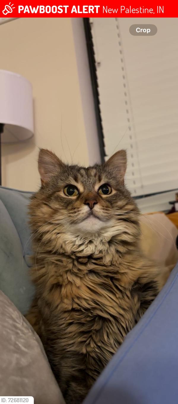 Lost Female Cat last seen Depot Street, New Palestine, IN 46163