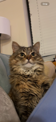 Lost Female Cat last seen Depot Street, New Palestine, IN 46163