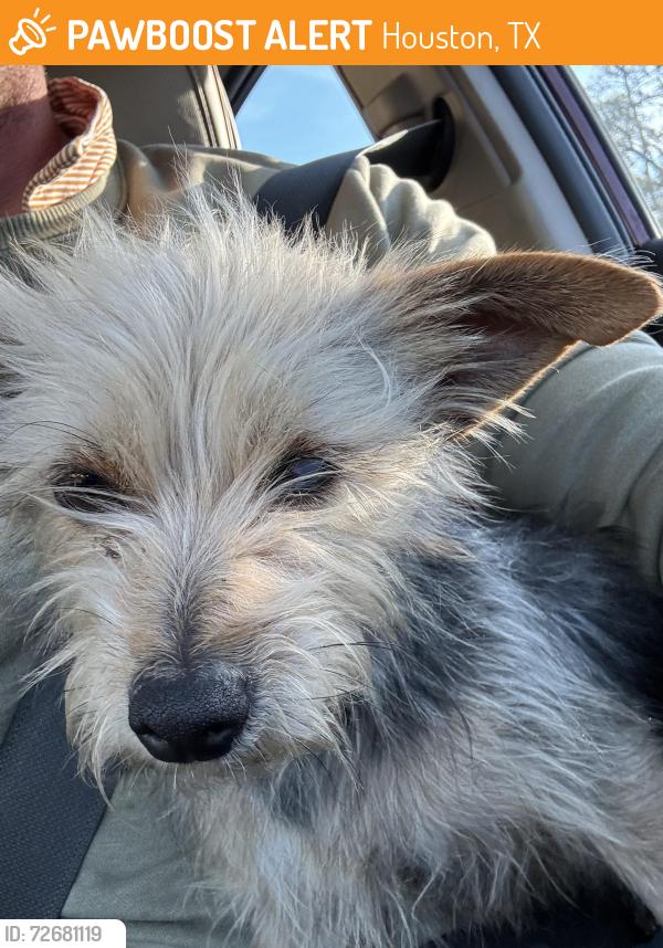 Found/Stray Female Dog last seen Wildcat Golf Club / W Airport Blvd, Houston, TX 77045