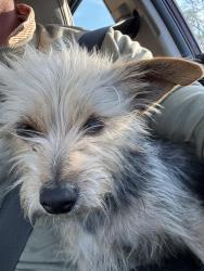 Found/Stray Female Dog last seen Wildcat Golf Club / W Airport Blvd, Houston, TX 77045