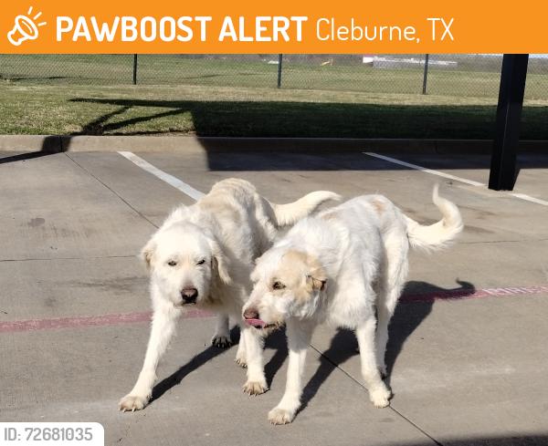 Found/Stray Female Dog last seen Irving Elementary.  E Kilpatrick St &  Hix road , Cleburne, TX 76031