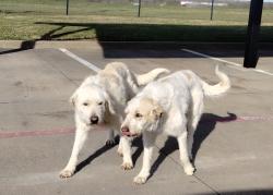 Found/Stray Female Dog last seen Irving Elementary.  E Kilpatrick St &  Hix road , Cleburne, TX 76031