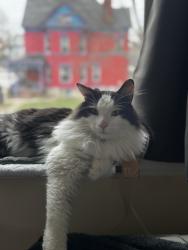 Found/Stray Male Cat last seen Near Reading Rd Cincinnati Ohio 45202, Cincinnati, OH 45202