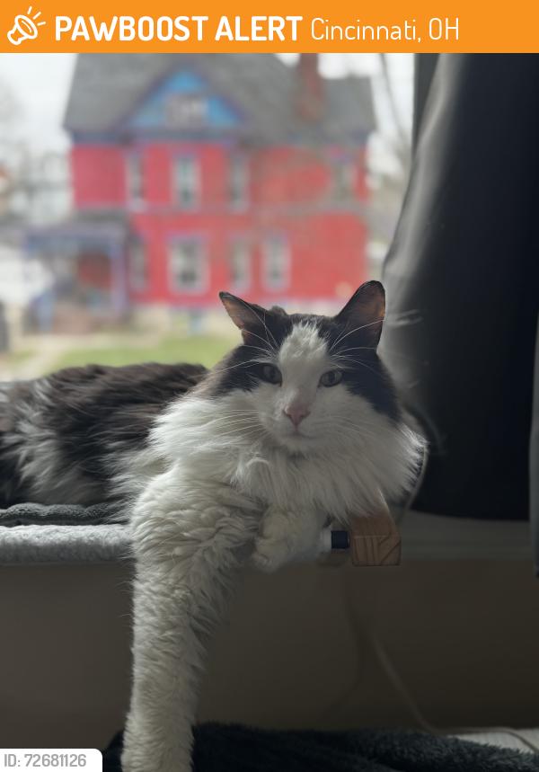 Found/Stray Male Cat last seen Near Reading Rd Cincinnati Ohio 45202, Cincinnati, OH 45202