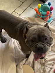 Found/Stray Male Dog last seen Towne/mission , Pomona, CA 91766