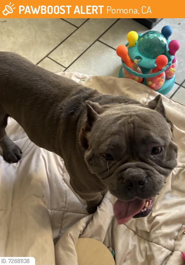 Found/Stray Male Dog last seen Towne/mission , Pomona, CA 91766