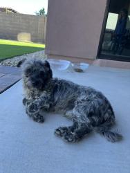 Found/Stray Male Dog last seen Baseline & 7th Street, Phoenix, AZ 85044