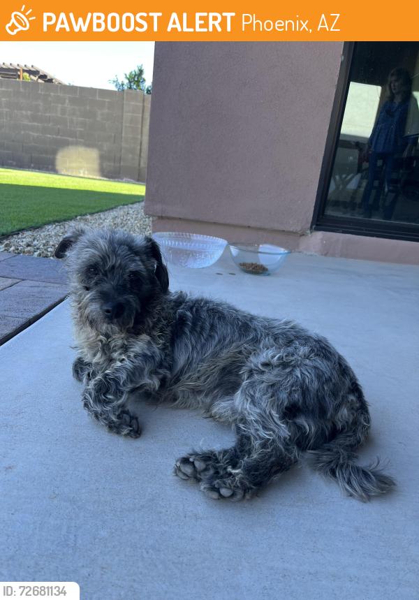 Found/Stray Male Dog last seen Baseline & 7th Street, Phoenix, AZ 85044