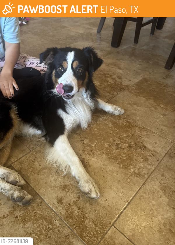 Found/Stray Male Dog last seen Borderland and West Side Drive, El Paso, TX 79932