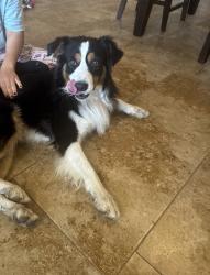 Found/Stray Male Dog last seen Borderland and West Side Drive, El Paso, TX 79932