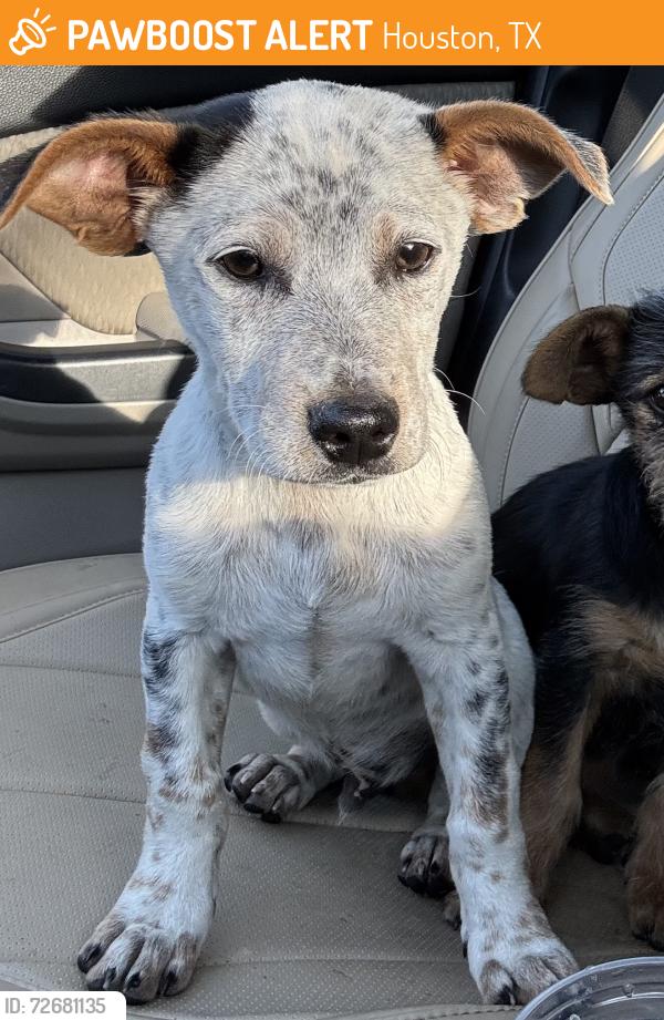 Found/Stray Male Dog last seen Between Wildcat and Buffalo Speedway on W Airport, Houston, TX 77045