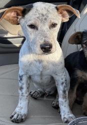 Found/Stray Male Dog last seen Between Wildcat and Buffalo Speedway on W Airport, Houston, TX 77045