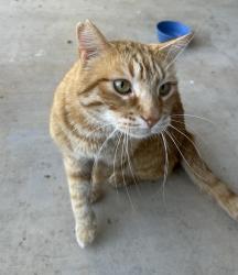 Found/Stray Male Cat last seen Near Dodge dealership, Weatherford, TX 76086