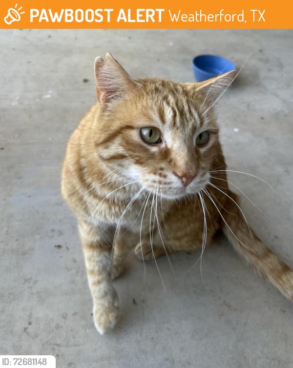 Found/Stray Male Cat last seen Near Dodge dealership, Weatherford, TX 76086