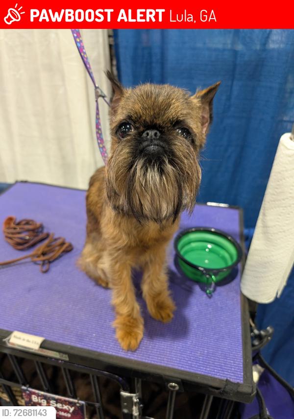 Lost Female Dog last seen Morgan Manor Subdivision , Lula, GA 30554