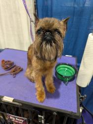 Lost Female Dog last seen Morgan Manor Subdivision , Lula, GA 30554