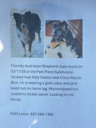Found/Stray Male Dog last seen Katy Gaston and Cinco Ranch Blvd, Katy, TX 77494