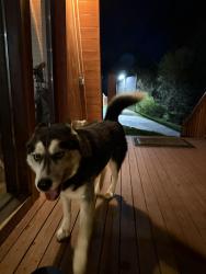 Found/Stray Unknown Dog last seen Parrotts chappel and emerald point blvd, Sevierville, TN 37876