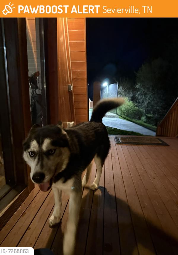 Found/Stray Unknown Dog last seen Parrotts chappel and emerald point blvd, Sevierville, TN 37876
