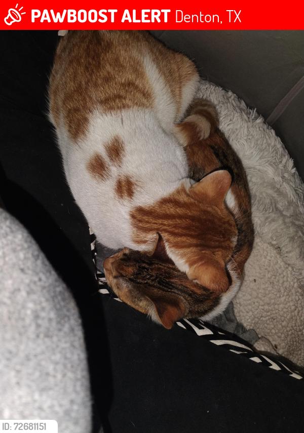 Lost Male Cat last seen Mayhill and McKinney Denton Texas, Denton, TX 76209