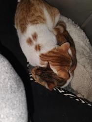 Lost Male Cat last seen Mayhill and McKinney Denton Texas, Denton, TX 76209
