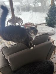 Lost Female Cat last seen In our house in the evening of Mar 15- She has access to the dog door, Richmond, VA 23231