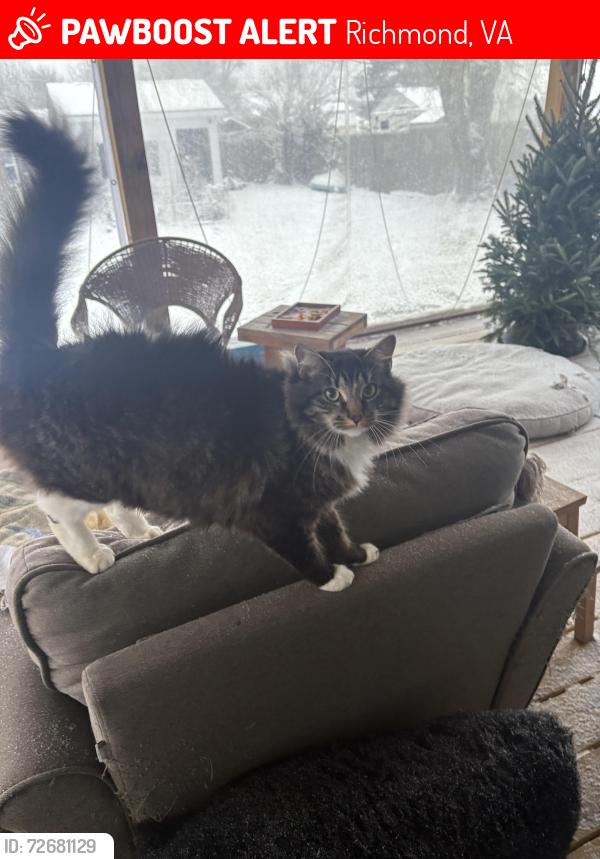 Lost Female Cat last seen In our house in the evening of Mar 15- She has access to the dog door, Richmond, VA 23231