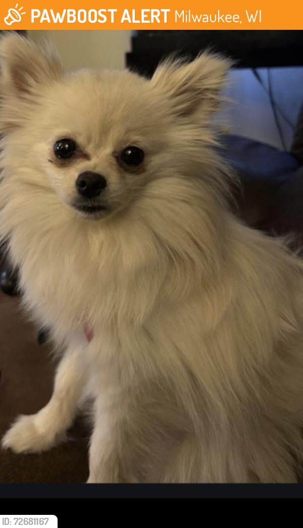 Found/Stray Female Dog last seen Near w Monroe street , Milwaukee, WI 53210