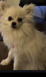 Found/Stray Female Dog last seen Near w Monroe street , Milwaukee, WI 53210