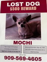 Lost Male Dog last seen Ambushers st and crooked creek, Diamond Bar, CA 91765