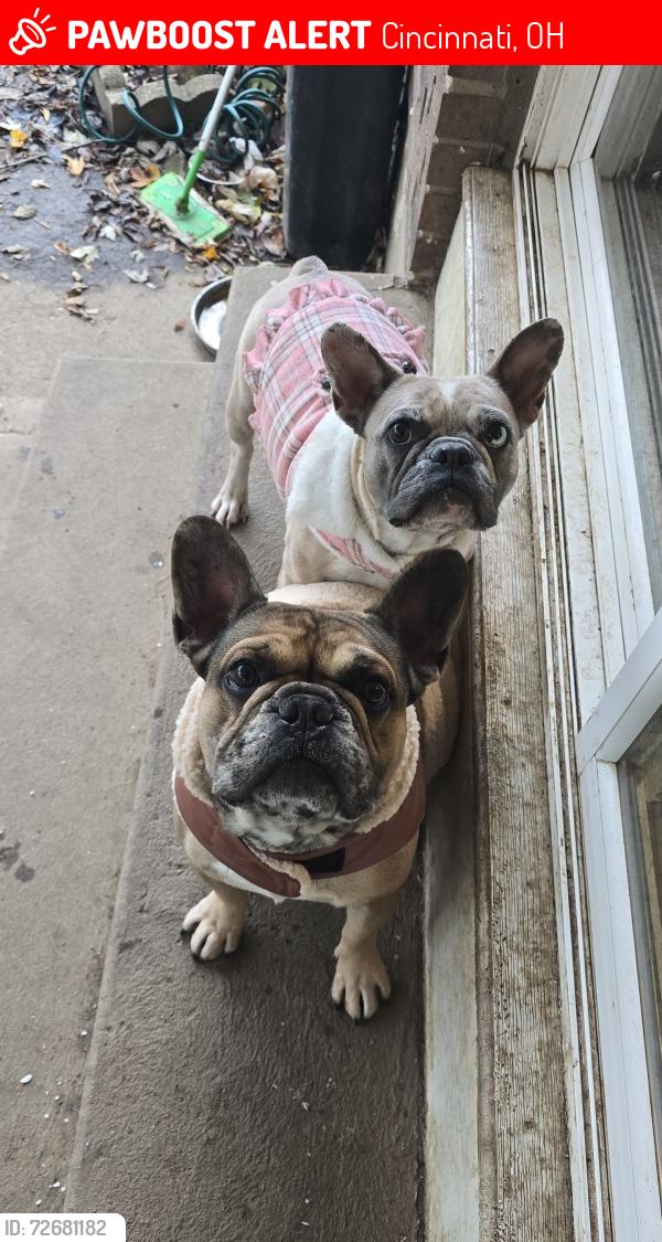 Lost Female Dog last seen 6th ave cincinnati, Cincinnati, OH 45249