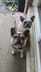 Lost Female Dog last seen 6th ave cincinnati, Cincinnati, OH 45249