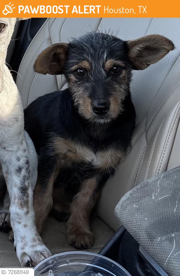 Found/Stray Male Dog last seen On W Airport Blvd between Wildcat and Buffalo Speedway, Houston, TX 77045