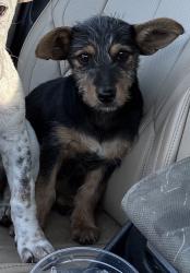 Found/Stray Male Dog last seen On W Airport Blvd between Wildcat and Buffalo Speedway, Houston, TX 77045