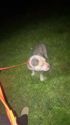 Found/Stray Male Dog last seen My Holly Huntersville Rd, Charlotte, NC 28216
