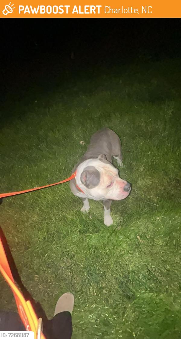 Found/Stray Male Dog last seen My Holly Huntersville Rd, Charlotte, NC 28216